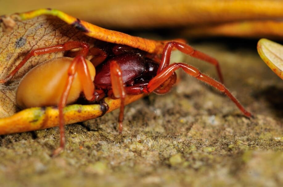 Insectos